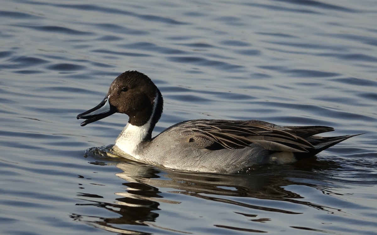 Northern Pintail - ML611464916