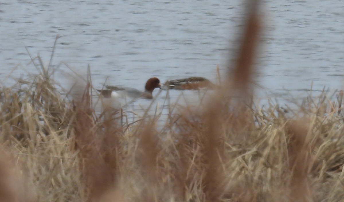 Eurasian Wigeon - ML611465008