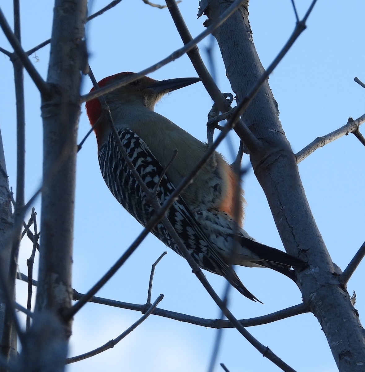 Red-bellied Woodpecker - ML611465074
