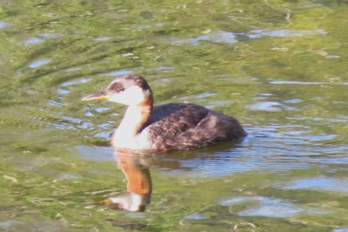 Red-necked Grebe - ML611465089
