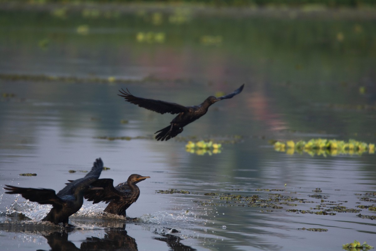 Indian Cormorant - ML611465094