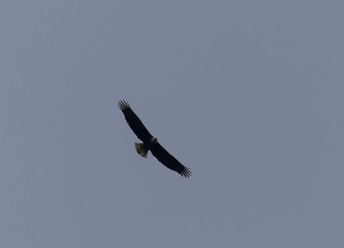 Bald Eagle - Bob Clark