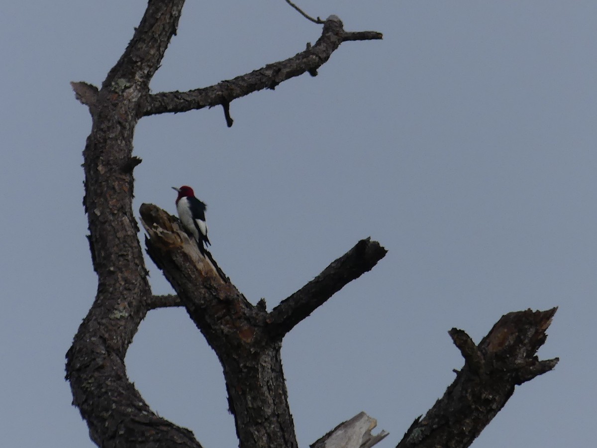 Red-headed Woodpecker - Bob Clark