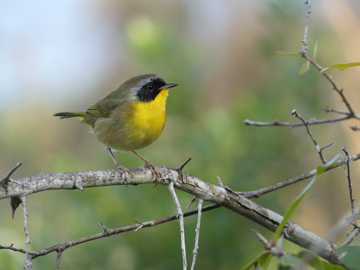 Common Yellowthroat - ML611465115