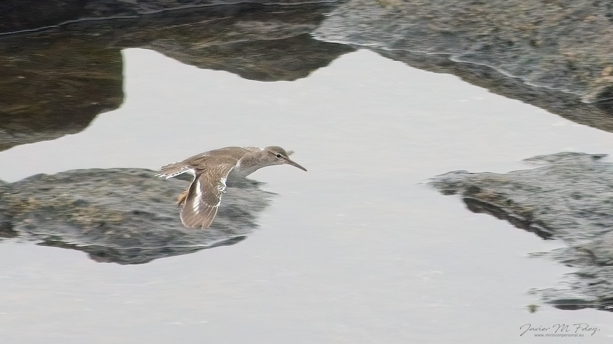 Spotted Sandpiper - ML611465145