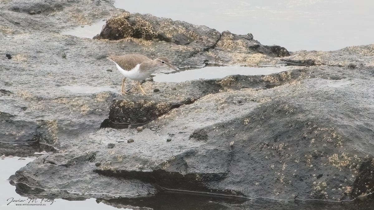 Spotted Sandpiper - ML611465146