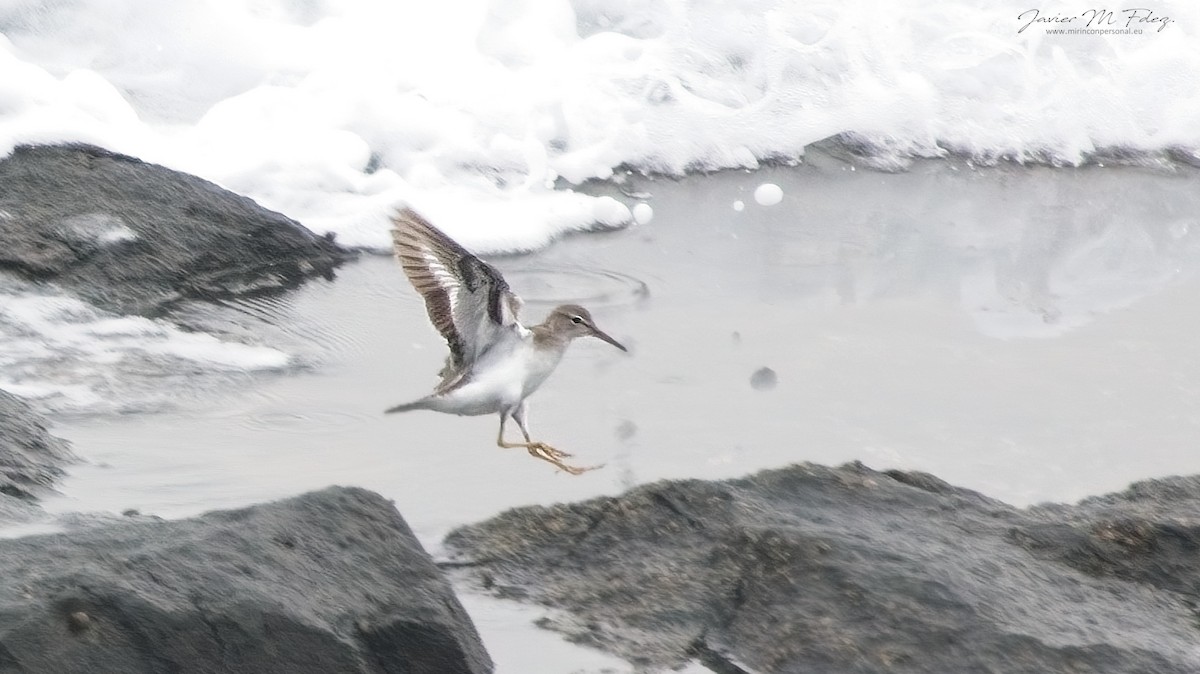 Spotted Sandpiper - ML611465147