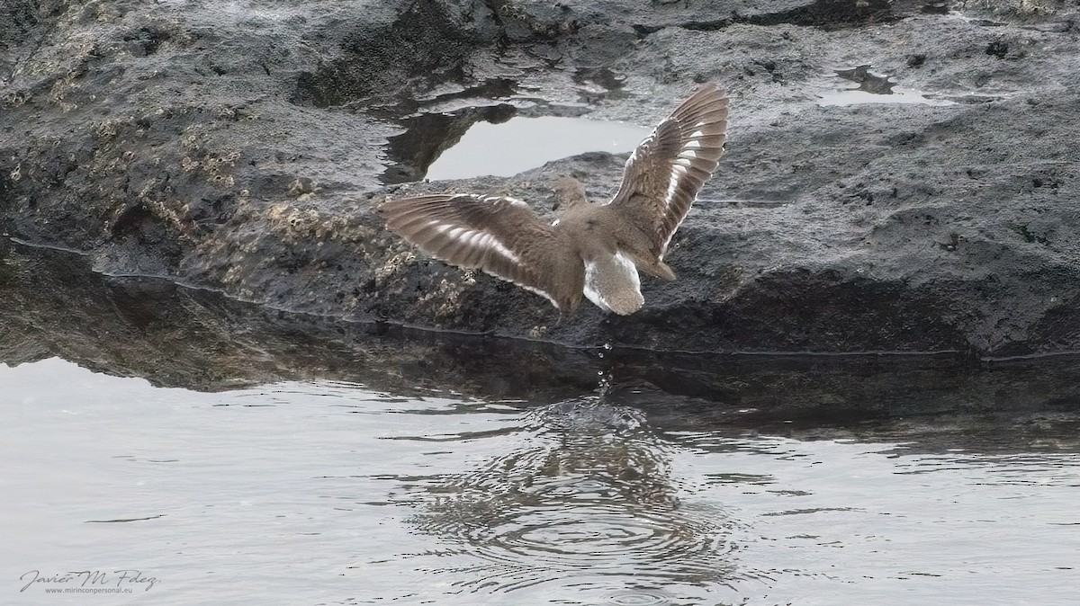 Spotted Sandpiper - ML611465148