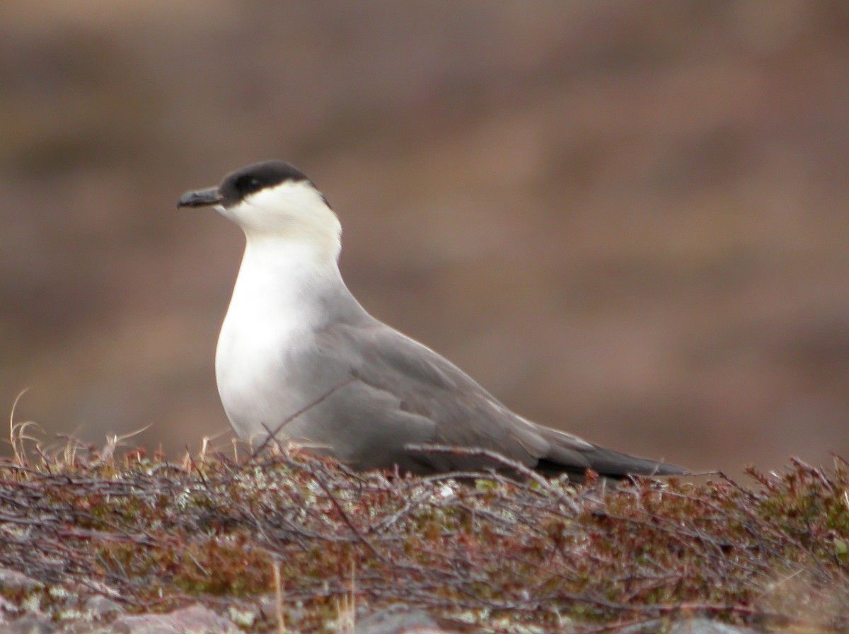 Long-tailed Jaeger - ML611465203