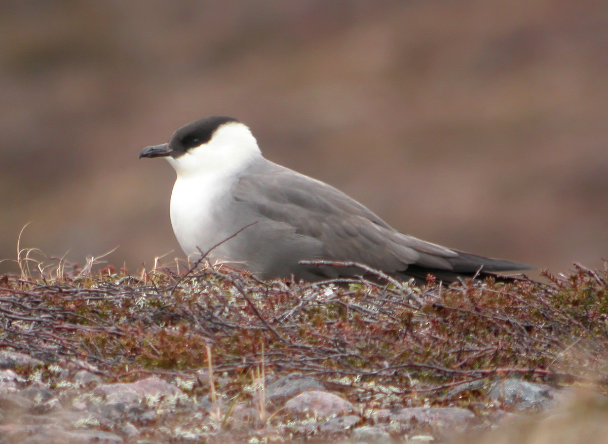 Long-tailed Jaeger - ML611465204