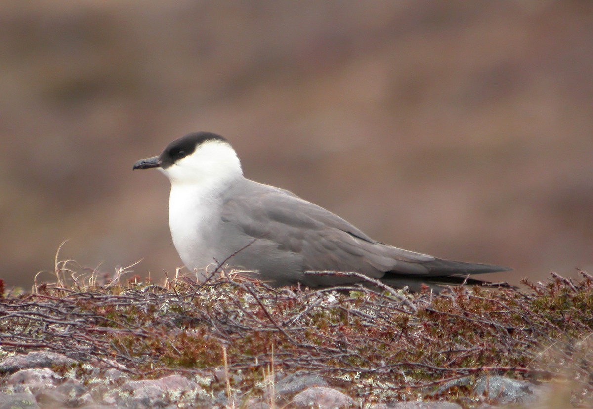 Long-tailed Jaeger - ML611465205