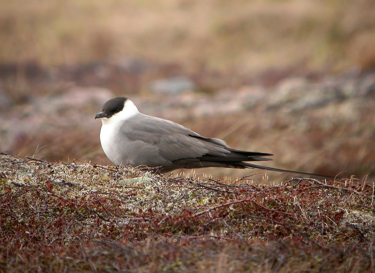 Long-tailed Jaeger - ML611465206
