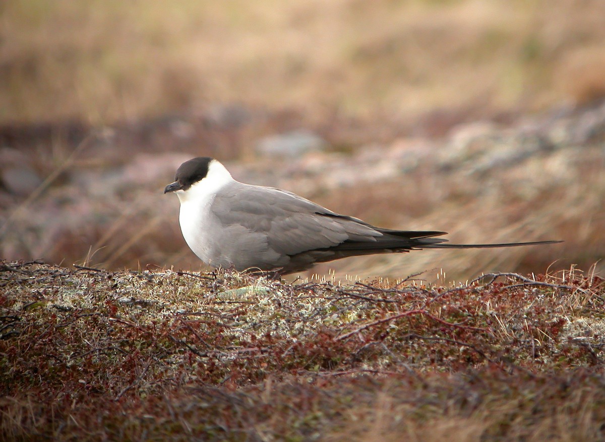 Long-tailed Jaeger - ML611465207