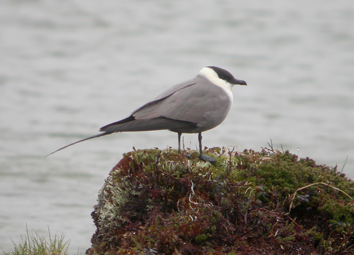 Long-tailed Jaeger - ML611465211