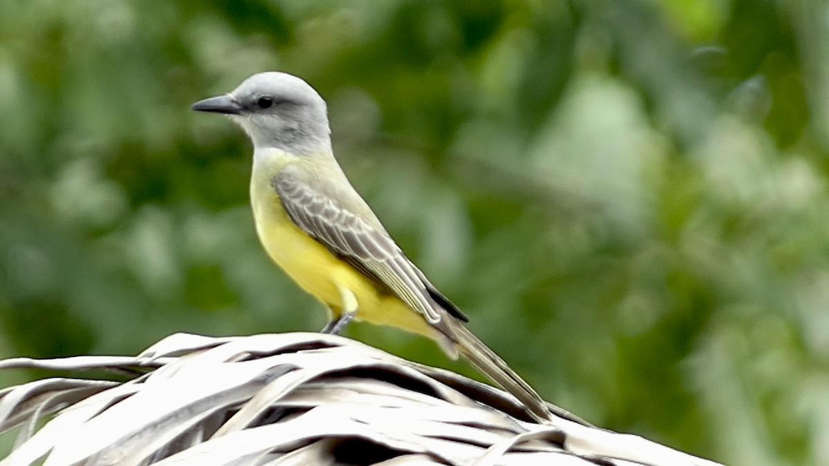 Tropical Kingbird - ML611465273