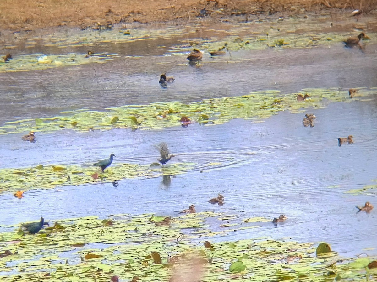 Purple Gallinule - ML611465352