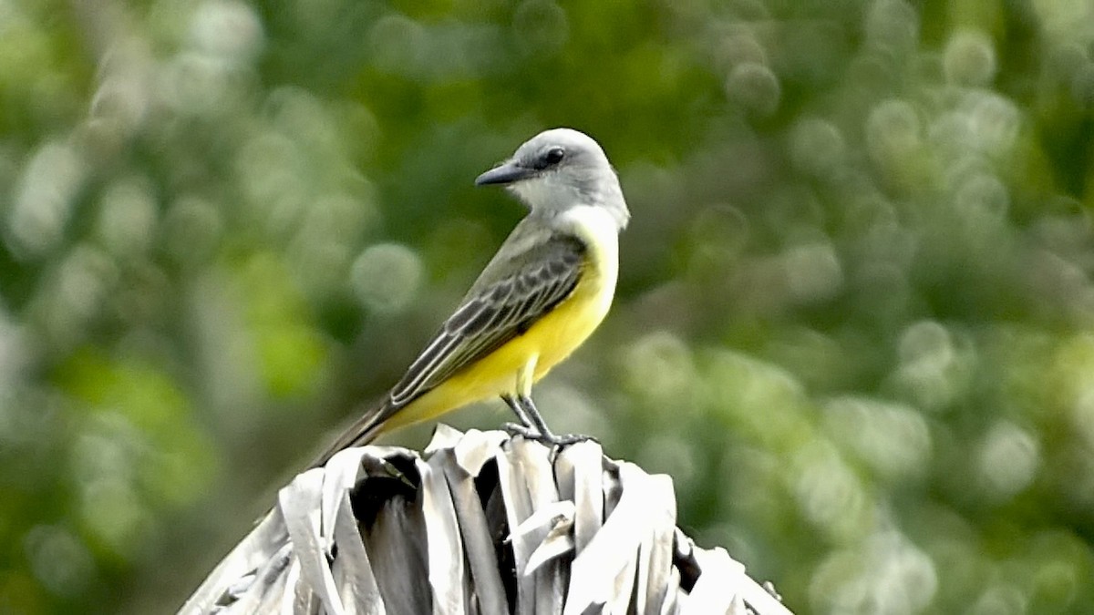 Tropical Kingbird - ML611465373