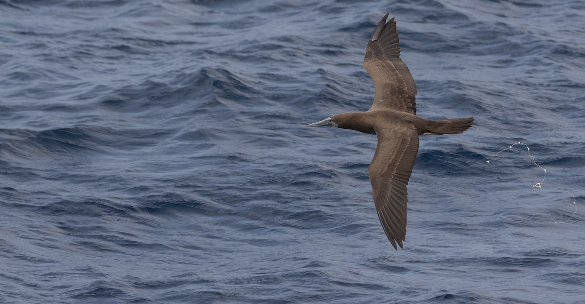 Brown Booby (Atlantic) - ML611465375