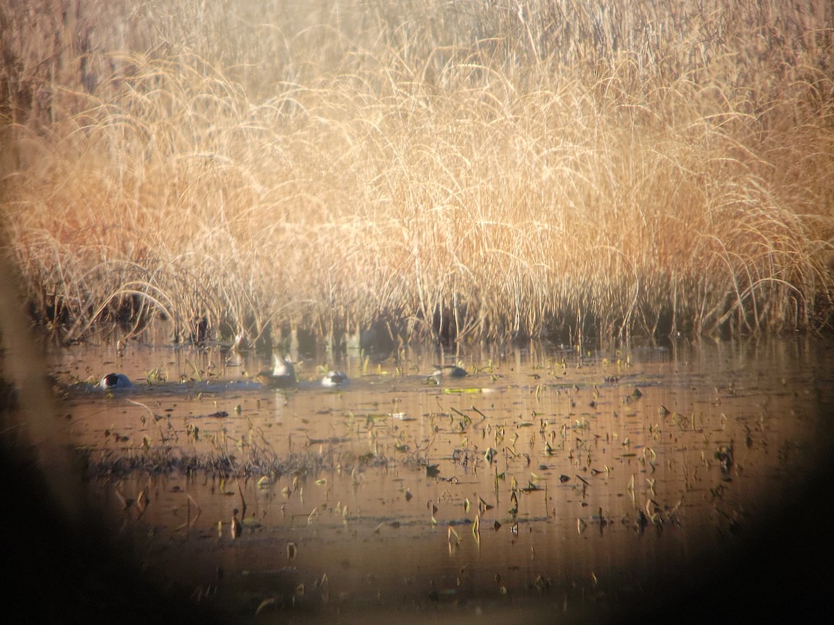 Mestolone - ML611465404