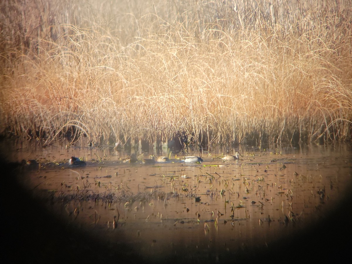 Mestolone - ML611465407