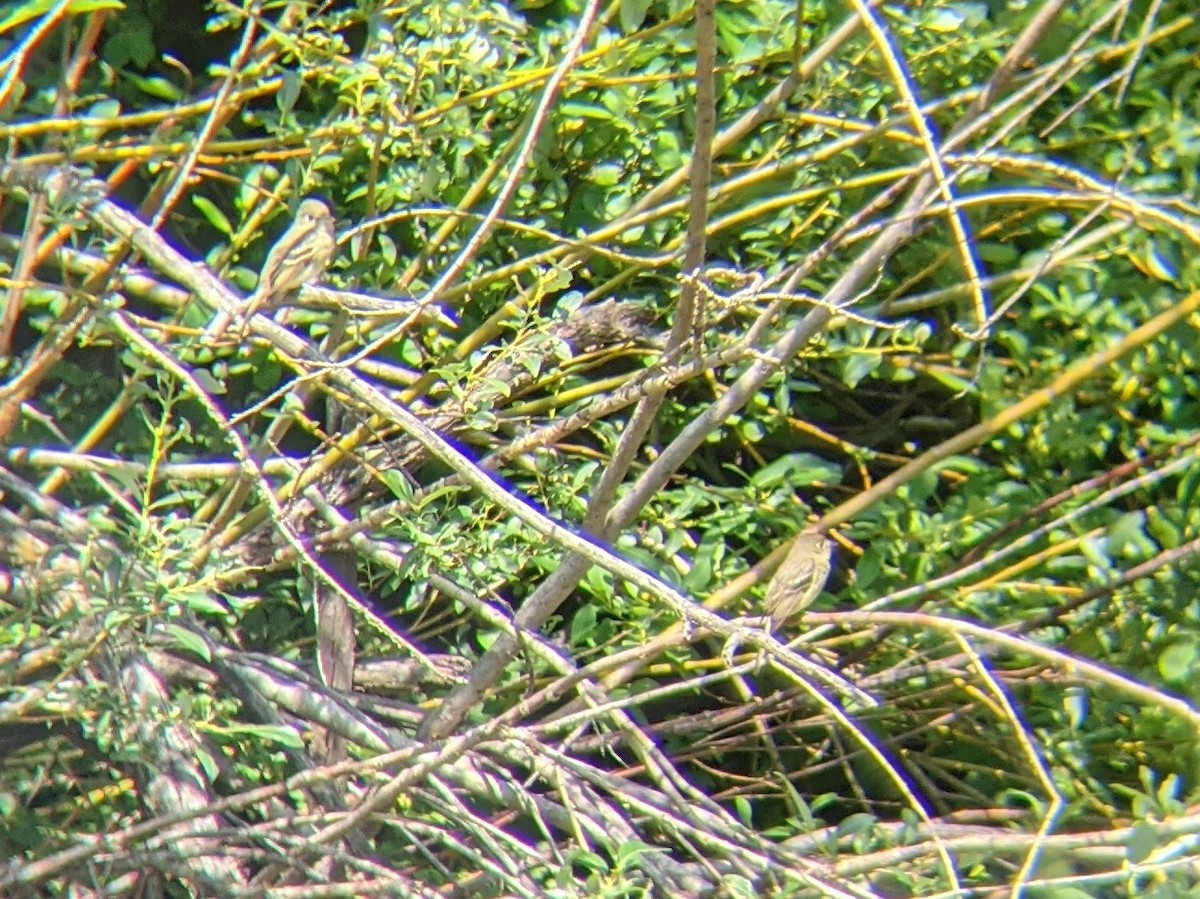 Western Flycatcher (Cordilleran) - ML611465443