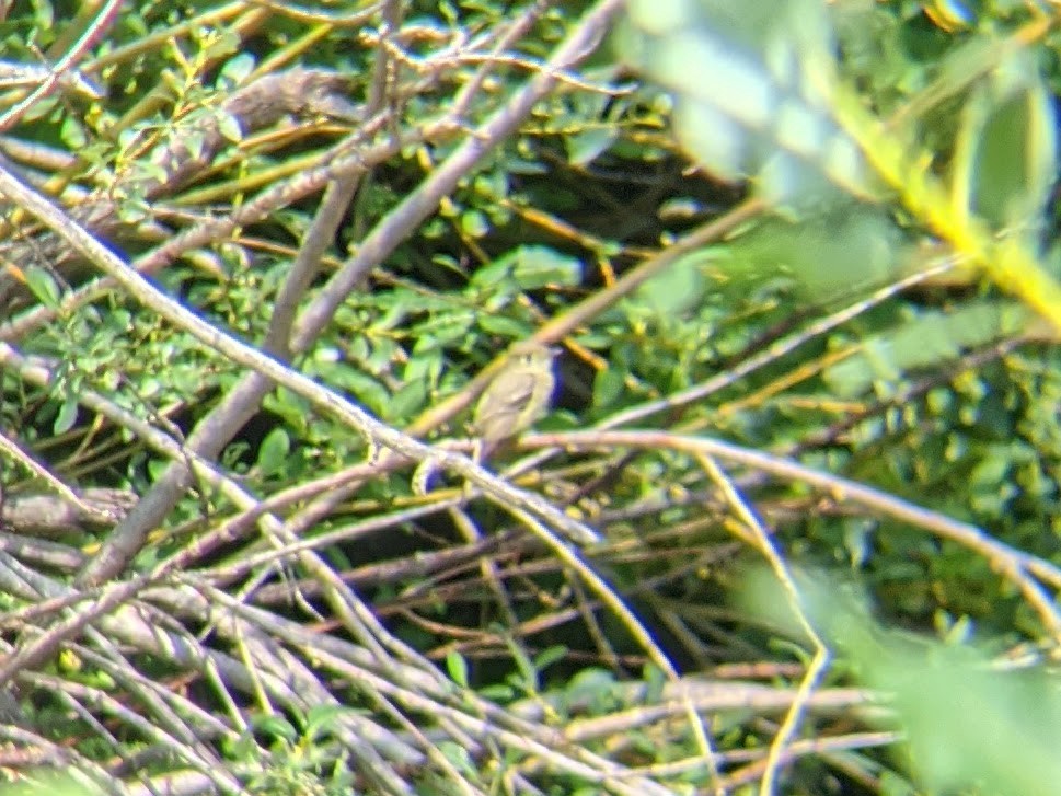 Western Flycatcher (Cordilleran) - ML611465445