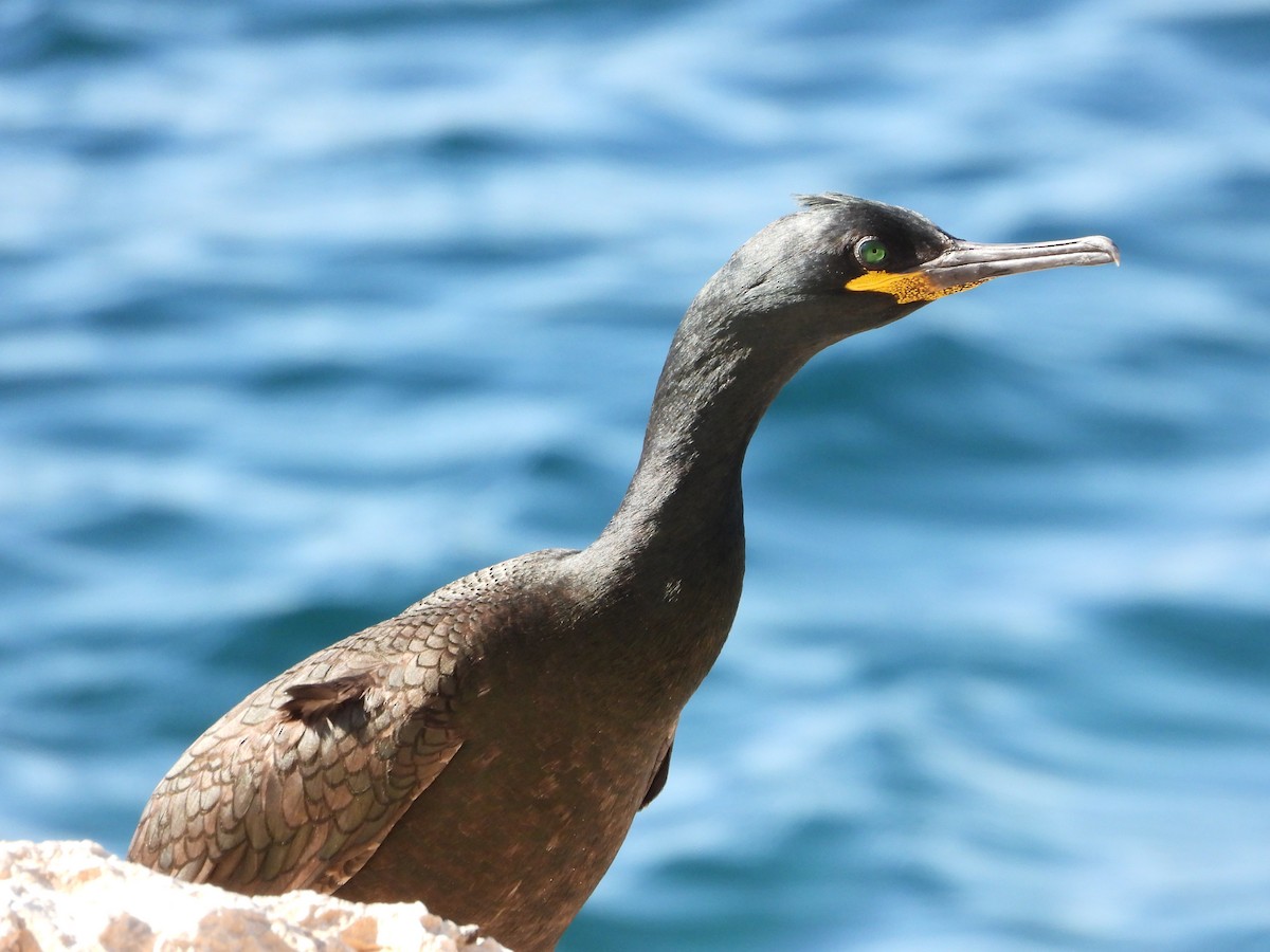 European Shag - Francisco Molinero