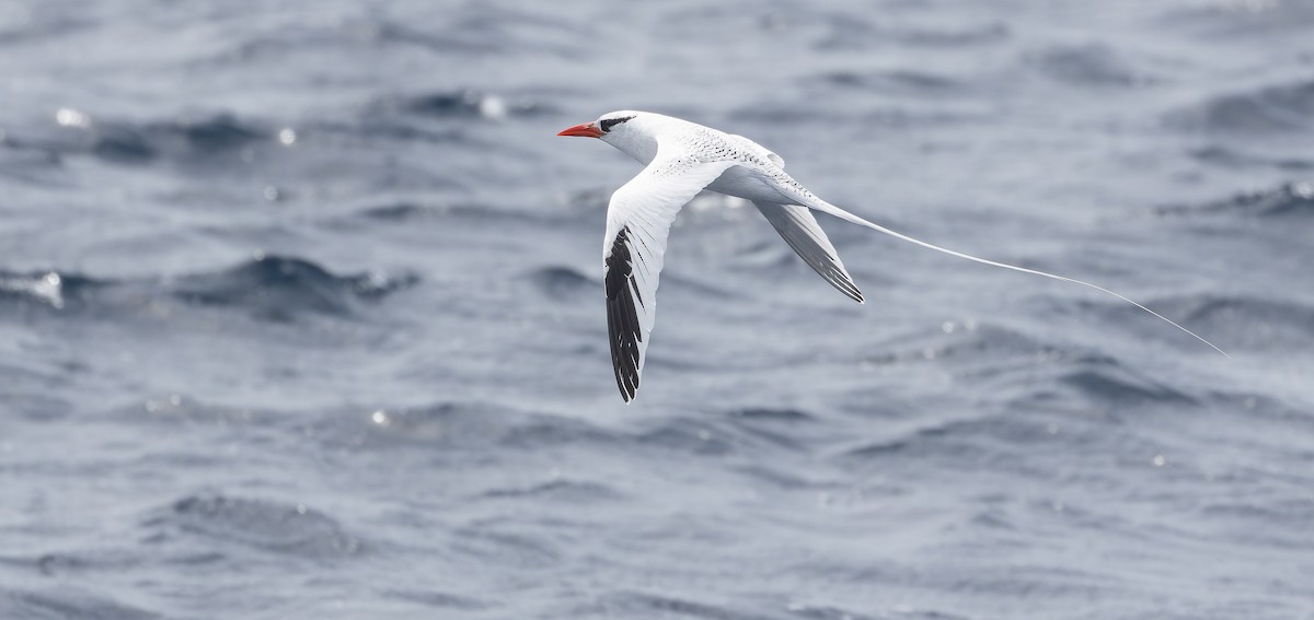 Red-billed Tropicbird - Friedemann Arndt