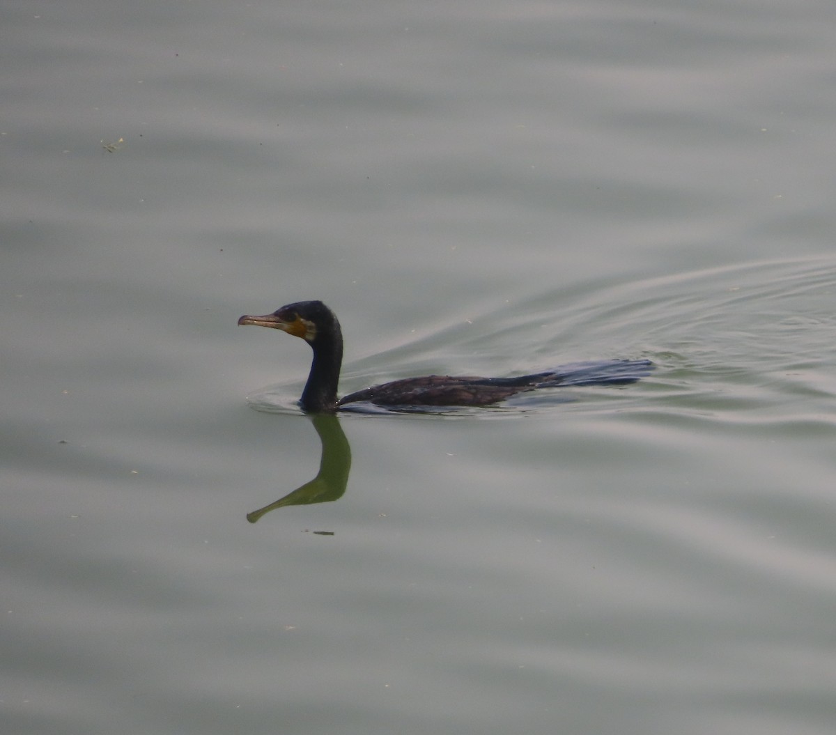 Great Cormorant - ML611465645