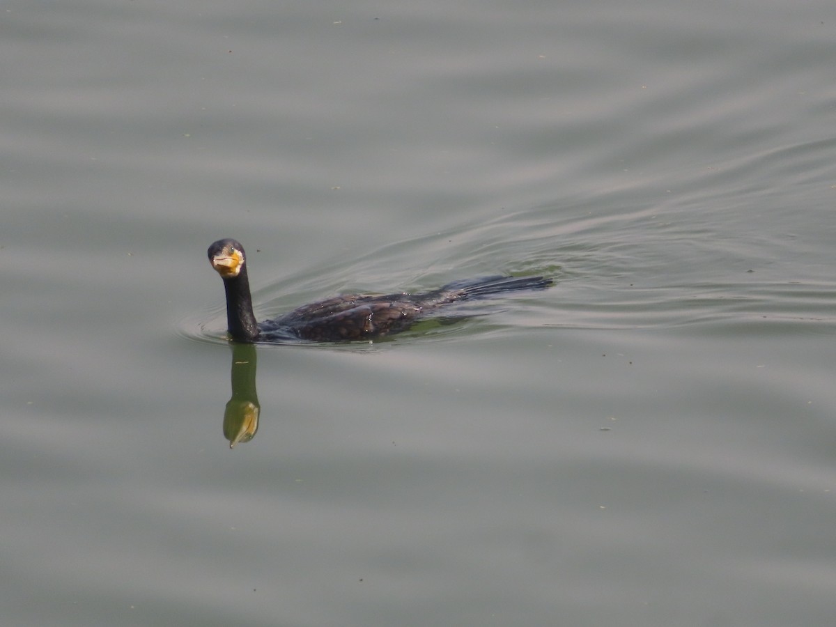 Great Cormorant - ML611465646