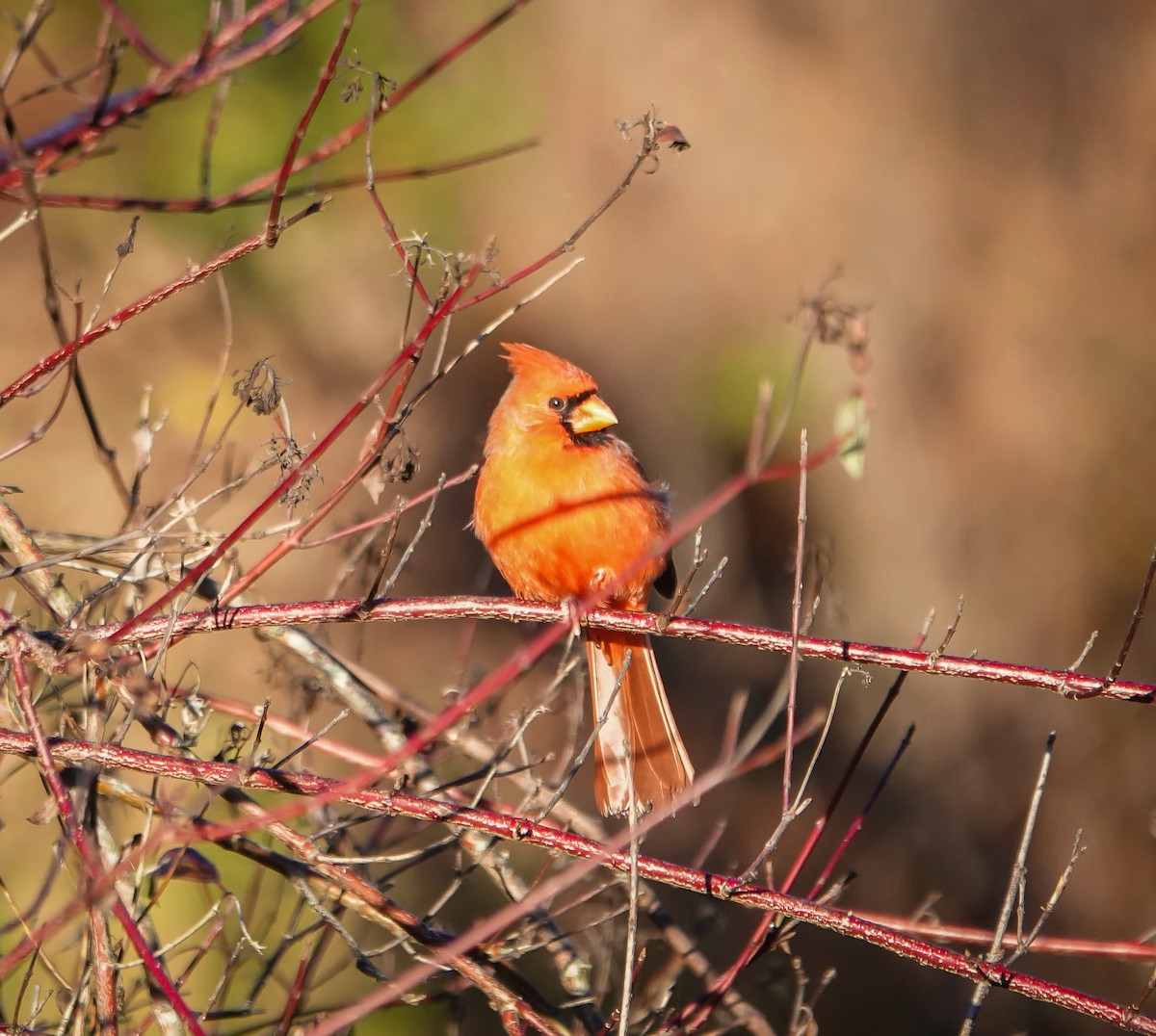 Cardinal rouge - ML611465713