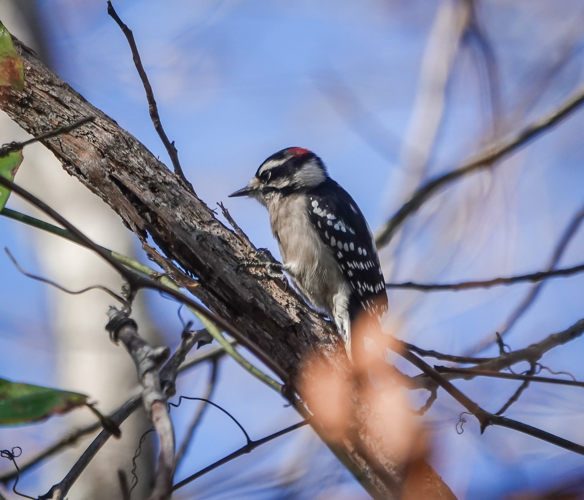 Downy Woodpecker - ML611465720