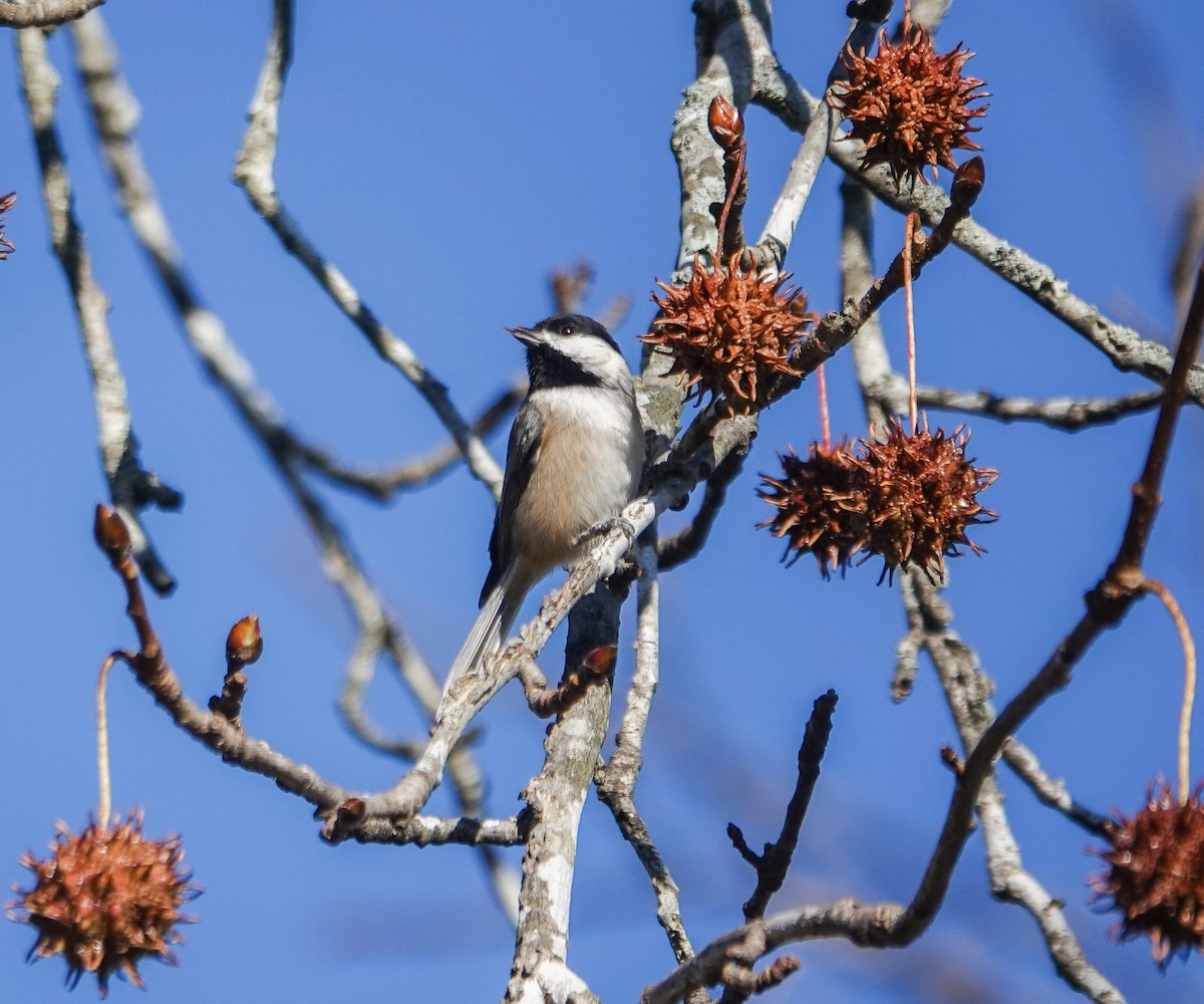 Carolina Chickadee - ML611465731
