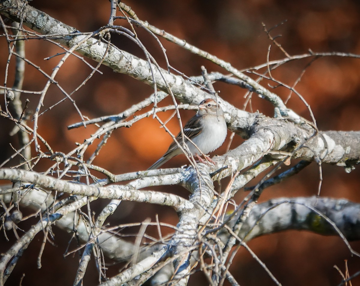 Chipping Sparrow - ML611465733