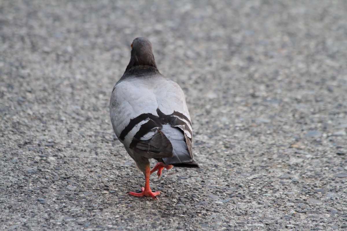 Rock Pigeon (Feral Pigeon) - ML611465754