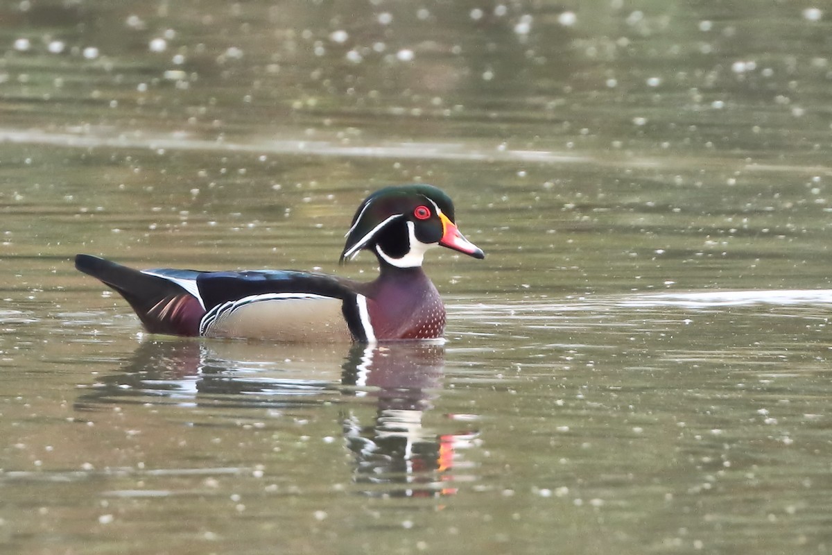 Wood Duck - ML611465758