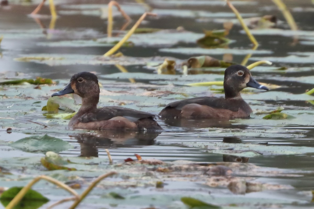 Ring-necked Duck - Jason Leifester