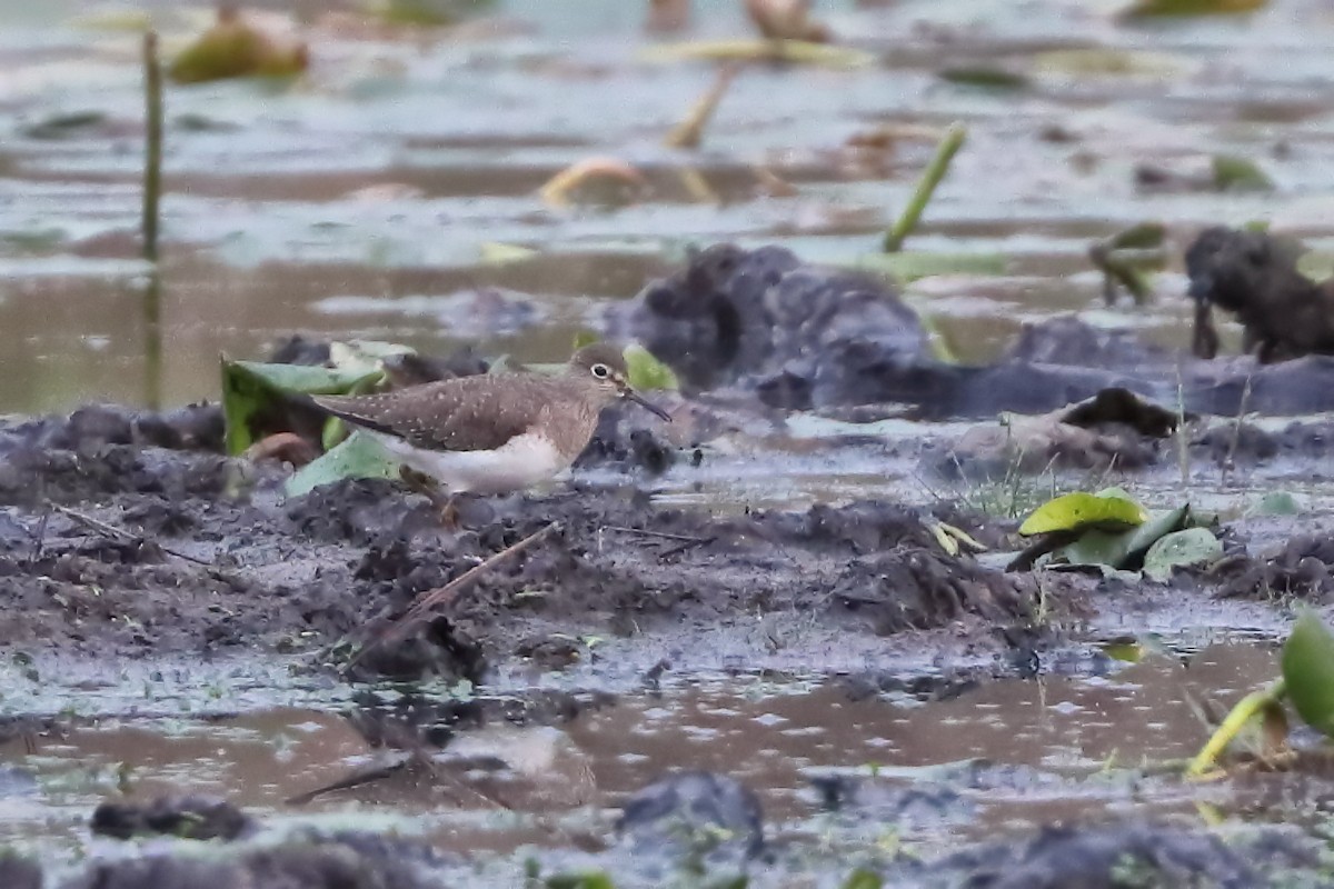 Solitary Sandpiper - Jason Leifester