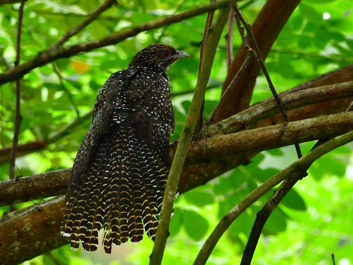 Asian Koel - ML611465764