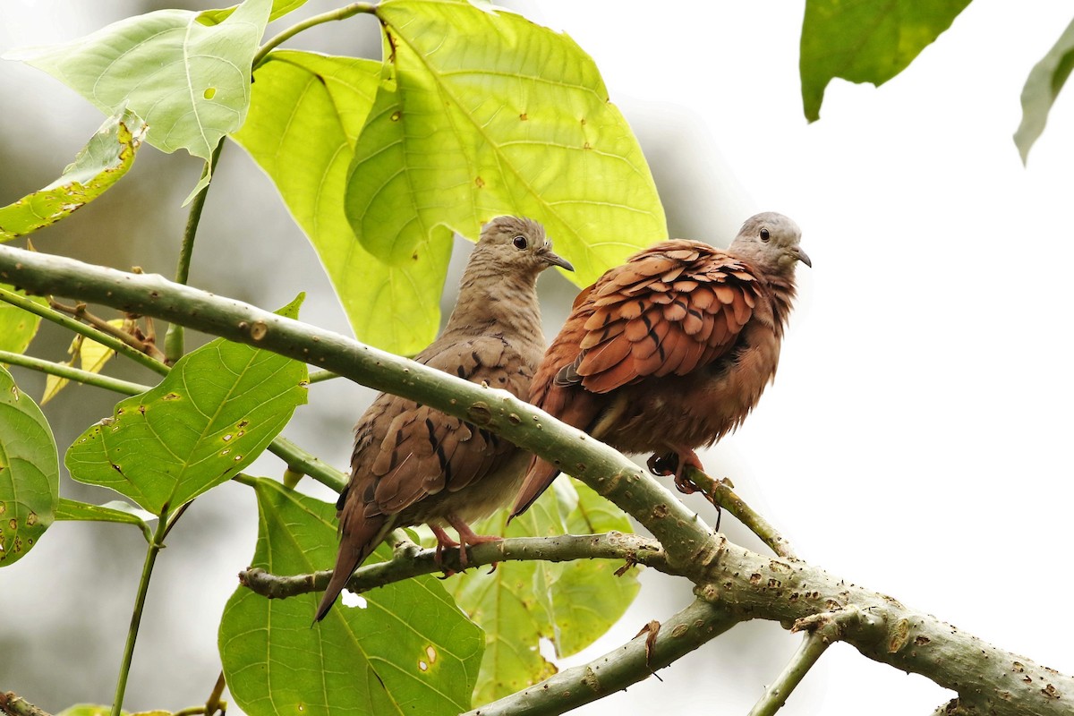 Ruddy Ground Dove - John and Milena Beer