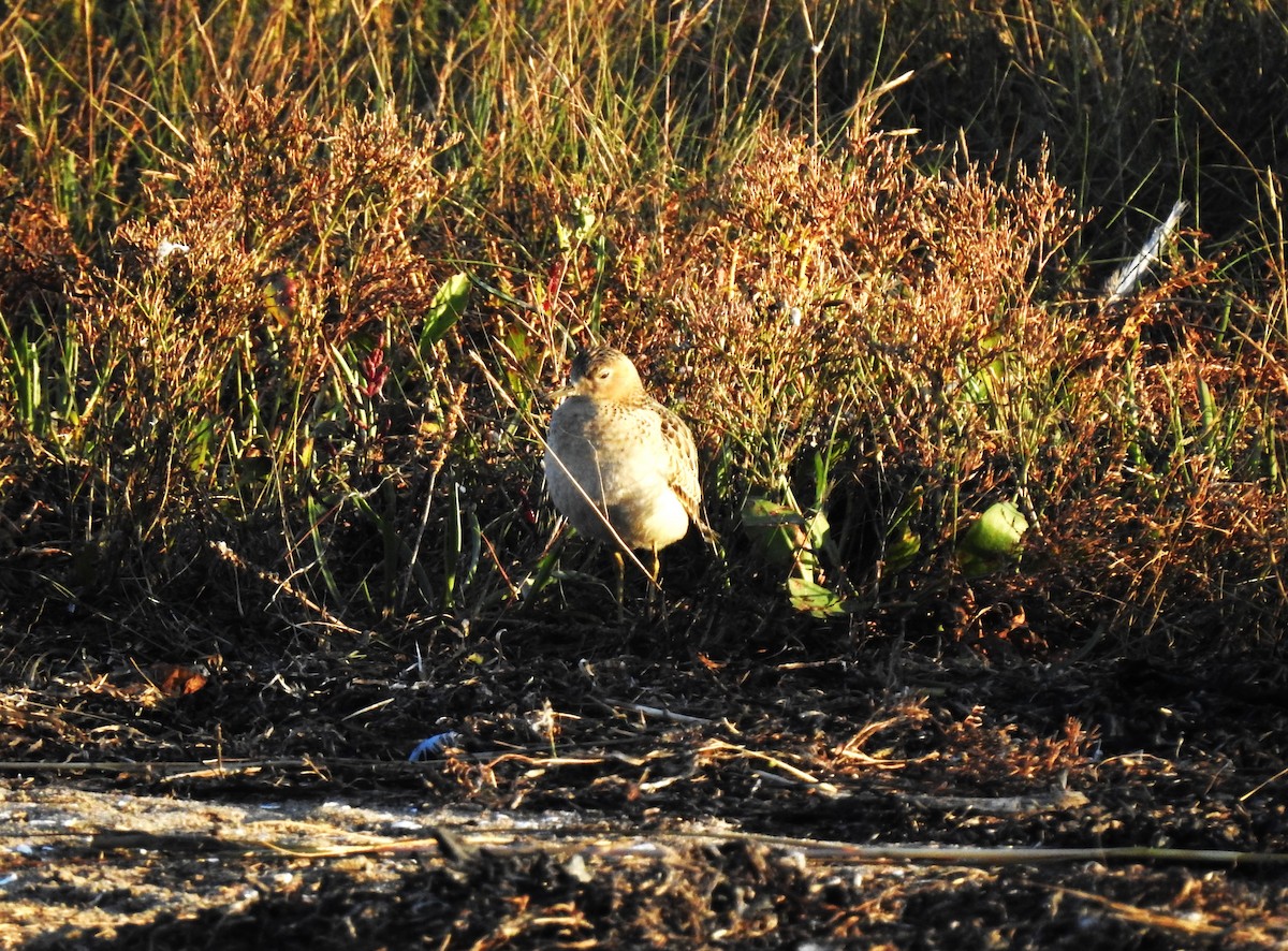 Buff-breasted Sandpiper - ML611465857