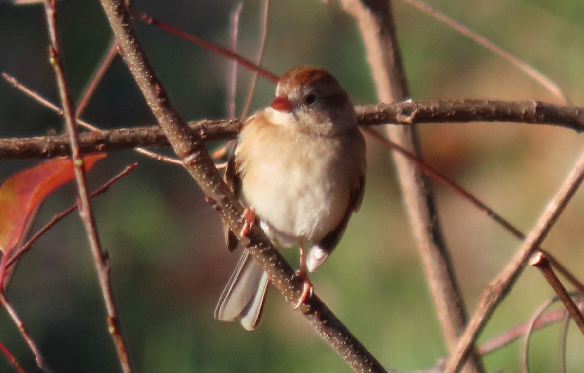 Field Sparrow - ML611465984