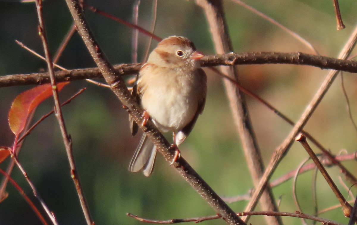 Field Sparrow - ML611465996
