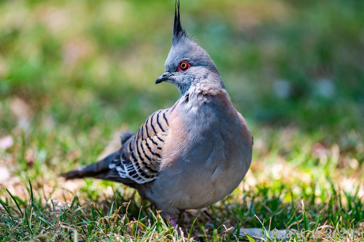 Crested Pigeon - ML611465997