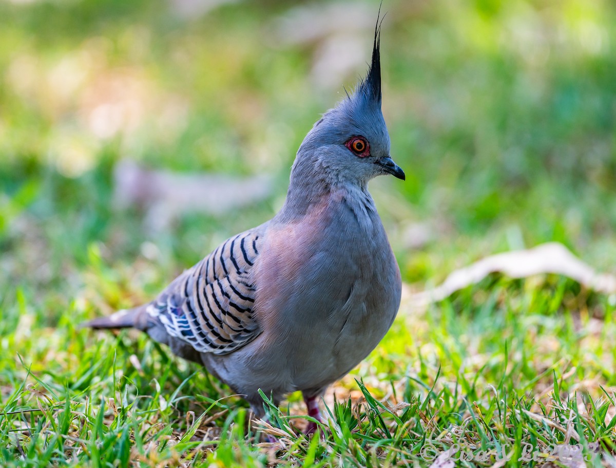 Crested Pigeon - ML611465998