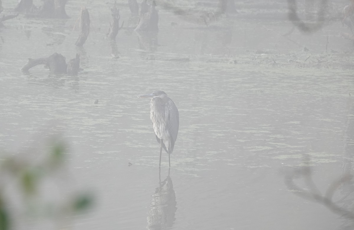 Great Blue Heron - Peter Reisfeld