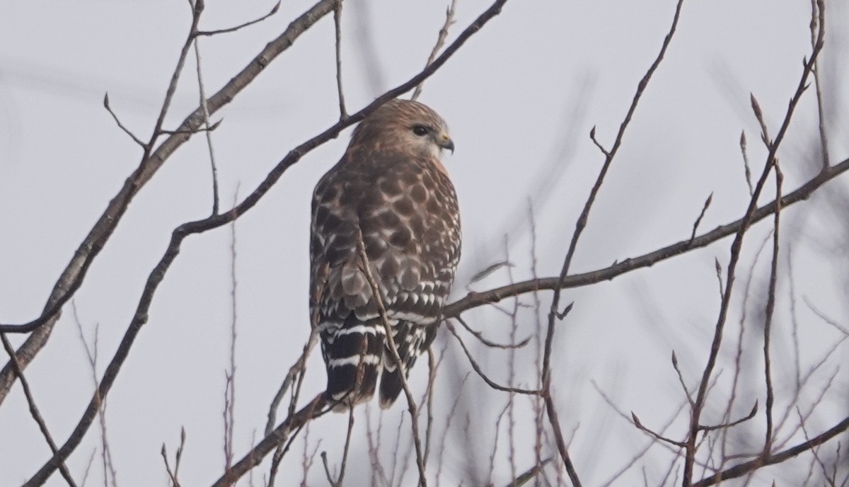 Red-shouldered Hawk - Peter Reisfeld