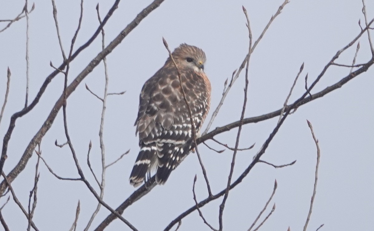 Red-shouldered Hawk - Peter Reisfeld