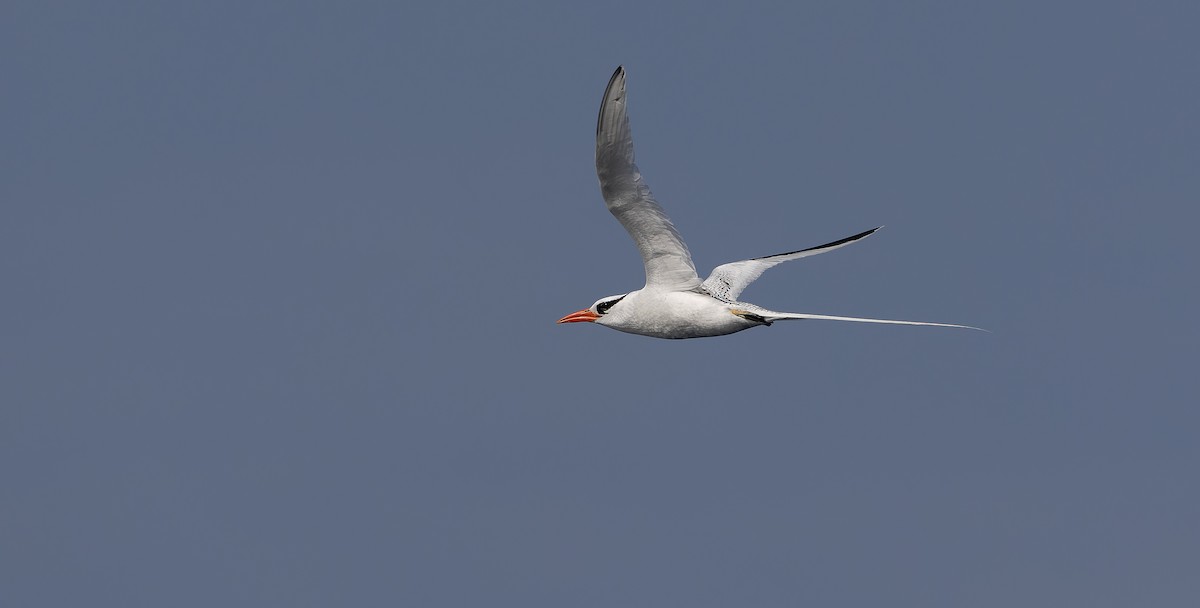 Red-billed Tropicbird - ML611466035