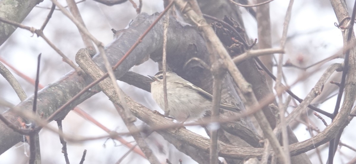 Golden-crowned Kinglet - Peter Reisfeld